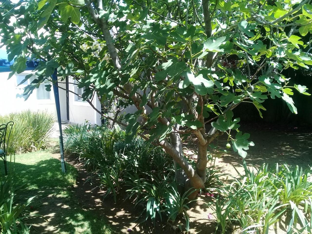 La Coscello Guest House Edenvale Exterior photo